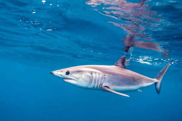 Shortfin mako shark.