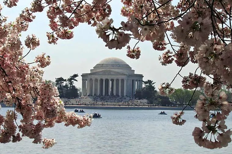 File photo: The parade for cherry blossoms in Washington last year caught the flowers as they were fading. They now bloom an average seven days earlier than in the 1970s. (AP)