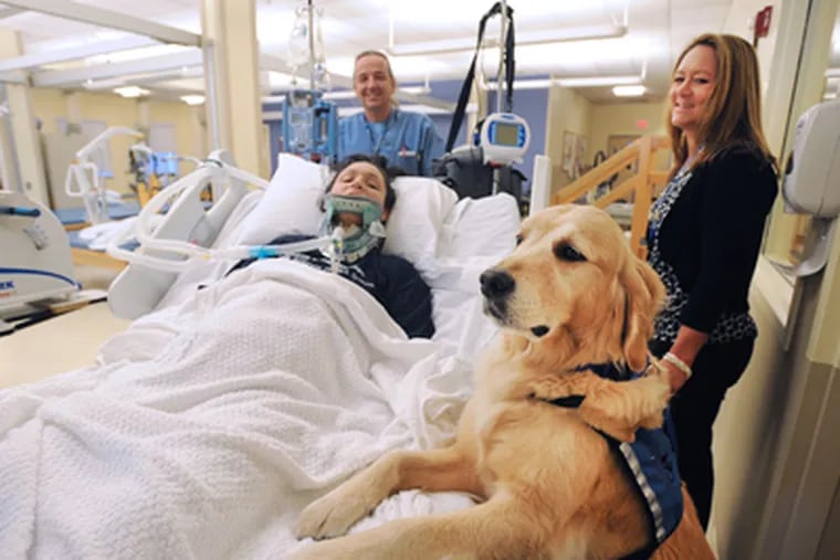 Ford, an 8-year-old golden retriever, is the newest member of Magee Rehabilitation Hospital's therapy team. (Sharon Gekoski-Kimmel / Staff Photographer)