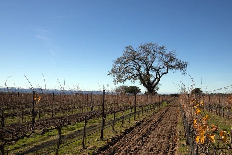 An oak tree in winter in Central California pinot noir vineyard near Santa Barbara. Not all California wines are equal in wine lovers' regards.