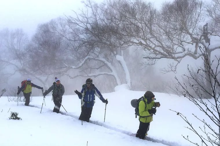 Backcountry skiers above Akakura Onsen resort near Myoko, Japan, where fresh snow covers buna trees.